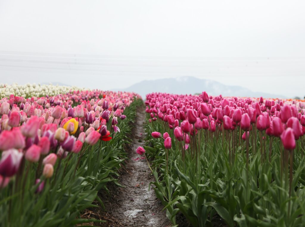 Clarity for a Fearless Career Path - Path through pink and white tulips